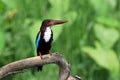 Javan kingfisher is perched on a branch, Javan kingfisher perched on branch Royalty Free Stock Photo