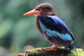 A Javan kingfisher perched on a bush. Royalty Free Stock Photo