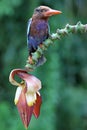 A Javan kingfisher perched on a bush. Royalty Free Stock Photo