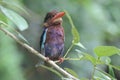 A Javan kingfisher perched on a bush. Royalty Free Stock Photo