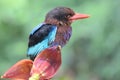 A Javan kingfisher perched on a bush. Royalty Free Stock Photo