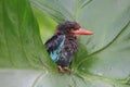 A Javan kingfisher perched on a bush. Royalty Free Stock Photo