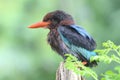 A Javan kingfisher perched on a bush. Royalty Free Stock Photo