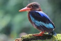 A Javan kingfisher perched on rotten wood in a bush. Royalty Free Stock Photo