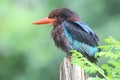 A Javan kingfisher perched on rotten wood in a bush. Royalty Free Stock Photo