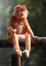 The Javan langur (Trachypithecus auratus).