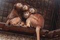 Javan langurs