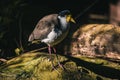 Javan lapwing (Vanellus macropterus) bird in a shady area of a woodland landscape