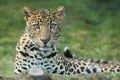 Javan leopard Royalty Free Stock Photo