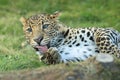 Javan leopard Royalty Free Stock Photo