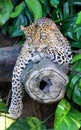 Javan leopard