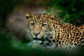 Javan leopard, Panthera pardus melas, portrait of cat