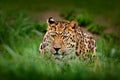 Javan leopard, Panthera pardus melas, portrait of cat in the dark forest. Big wild cat in the green vegetation. Leopard in the