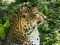 Portrait of Javan leopard seen from profile Royalty Free Stock Photo