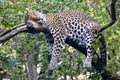 Javan leopard sleeping on a tree branch