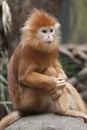 Javan lutung Royalty Free Stock Photo