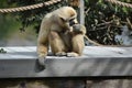 Javan Lutung Monkey Smelling Something As He Sits Royalty Free Stock Photo