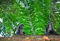 Javan lutung (Trachypithecus auratus) Royalty Free Stock Photo