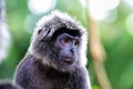 Javan lutung (Trachypithecus auratus) Royalty Free Stock Photo