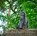 Javan lutung (Trachypithecus auratus) Royalty Free Stock Photo