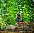 Javan lutung (Trachypithecus auratus) Royalty Free Stock Photo