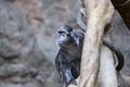 Javan lutung (Trachypithecus auratus)