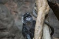 Javan lutung (Trachypithecus auratus)