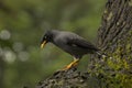 Javan myna, Acridotheres javanicus at Jurong Bird Park