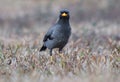 The Javan myna Acridotheres javanicus is a species of myna. It is a member of the starling family. mainly black