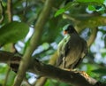 The Javan Myna bird of Bangladesh.