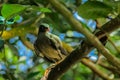 Javan Myna bird on the branch