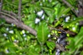 Javan Myna  White-vented Myna Royalty Free Stock Photo
