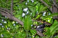 Javan Myna White-vented Myna