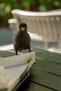 Javan Mynah, Acridotheres javanicus, looking for food on the table while visiting an outdoor restaurant.
