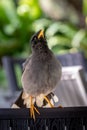 Javan Mynah, Acridotheres javanicus, showing off to attract its partner.