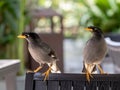 Javan Mynah, Acridotheres javanicus, two birds sitting on a chair in an outdoor restaurant in Singapore.