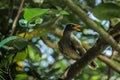 the javan myna bird on a branch