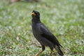 Javan Mynah, a common bird can be seen everywhere in Singapore