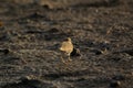 Javan plover alighted in the mud Royalty Free Stock Photo