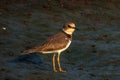 Javan plover alighted in the mud Royalty Free Stock Photo