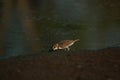 Javan plover alighted in the mud Royalty Free Stock Photo