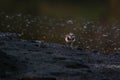 Javan plover alighted in the mud Royalty Free Stock Photo