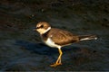 The Javan plover - Charadrius javanicus Royalty Free Stock Photo