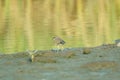 Javan plover alighted in the mud Royalty Free Stock Photo