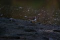 Javan plover alighted in the mud Royalty Free Stock Photo