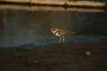 Javan plover alighted in the mud