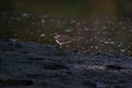 The javan plover is a species of bird in the family Charadriidae