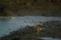 The javan plover is a species of bird in the family Charadriidae