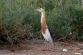 Javan Pond heron Ardeola speciosa Beautiful Birds of Thailand