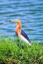 Javan Pond-Heron or Ardeola speciosa